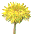 flower (top)