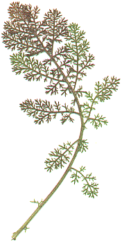large basal leaf
