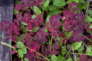red-leaved plant